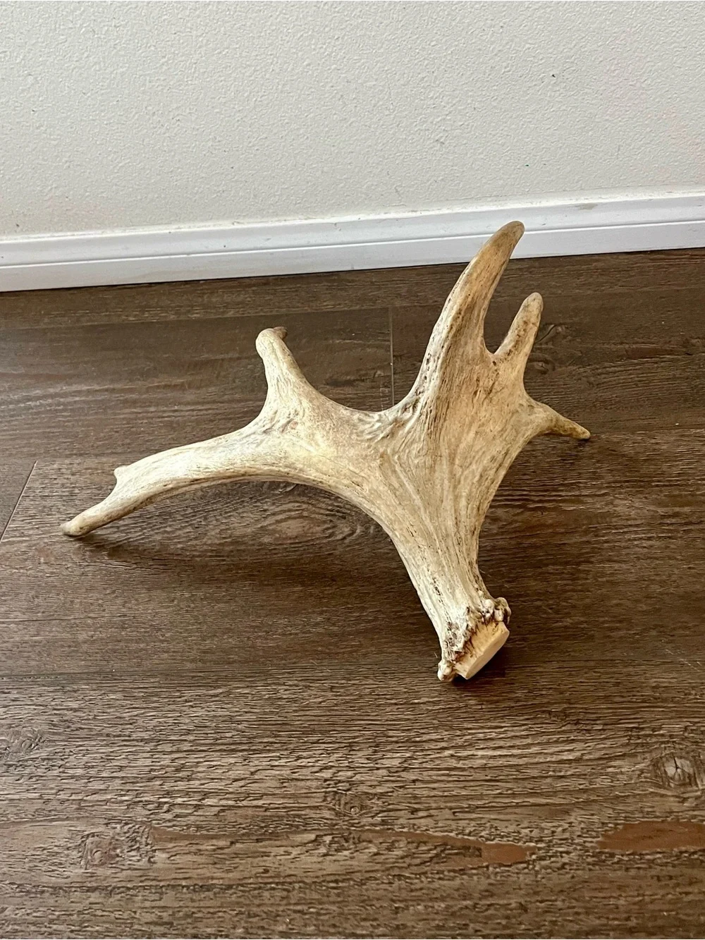 Natural Deer Antler Wall Accent - Cream Decorative Trophy